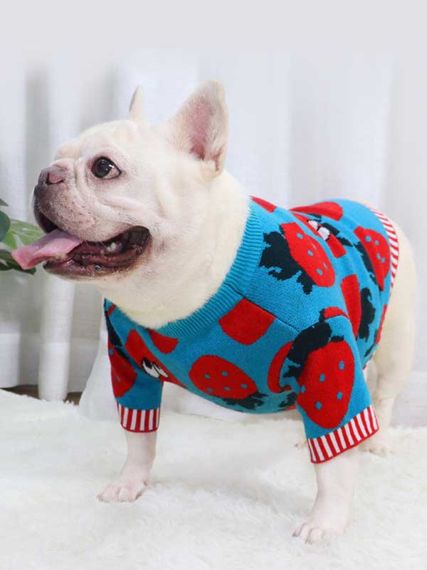 New autumn and winter dog clothes bulldog sweater strawberry cartoon short body fat dog method fighting autumn sweater 107-222041 www.petclothesfactory.com