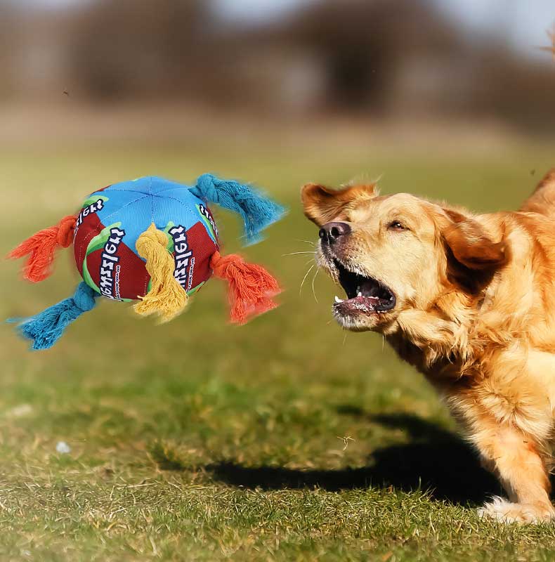 Pet toy and dog toys